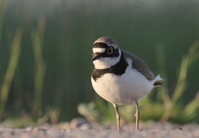 Mindre strandpipare [Little Ringed Plover] (IMG_5393)