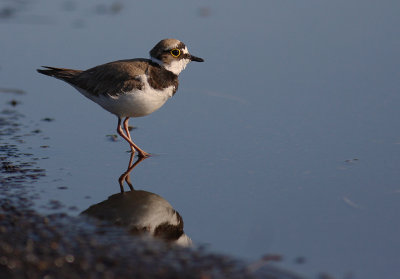 Mindre strandpipare [Little Ringed Plover] (IMG_5592)
