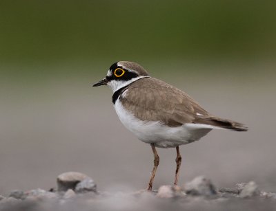 Mindre strandpipare [Little Ringed Plover] (IMG_5733)