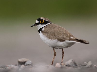 Mindre strandpipare [Little Ringed Plover] (IMG_5737)