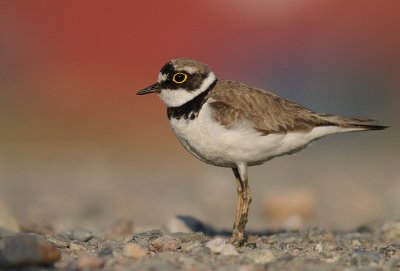 Mindre strandpipare [Little Ringed Plover] (IMG_6632)