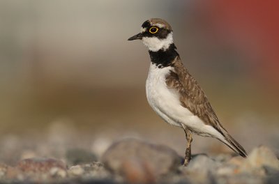 Mindre strandpipare [Little Ringed Plover] (IMG_6634)
