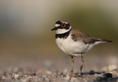 Mindre strandpipare [Little Ringed Plover] (IMG_6637)