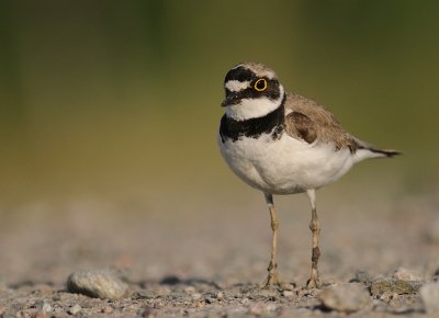 Mindre strandpipare [Little Ringed Plover] (IMG_6646)
