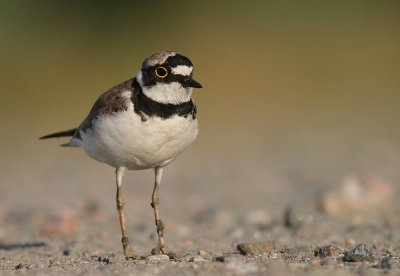 Mindre strandpipare [Little Ringed Plover] (IMG_6648)