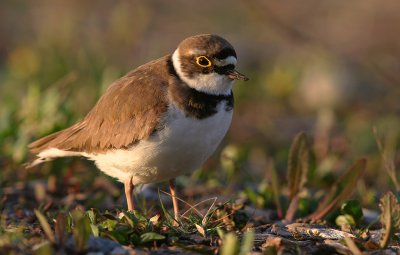 Mindre strandpipare [Little Ringed Plover] (IMG_9423)