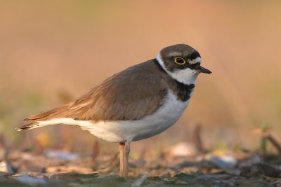Mindre strandpipare [Little Ringed Plover] (IMG_9434)