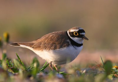 Mindre strandpipare [Little Ringed Plover] (IMG_9491)