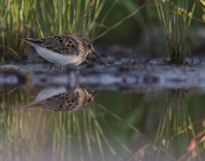 Mosnppa [Temminck's Stint] (IMG_7755)