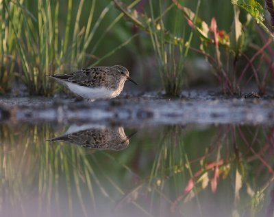 Mosnppa [Temminck's Stint] (IMG_7759)