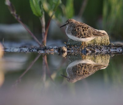 Mosnppa [Temminck's Stint] (IMG_7839)