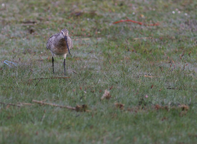 Myrspov [Bar-tailed Godwit] (IMG_1648)