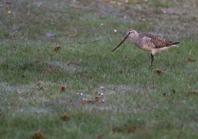 Myrspov [Bar-tailed Godwit] (IMG_1661)