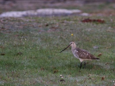Myrspov [Bar-tailed Godwit] (IMG_1690)