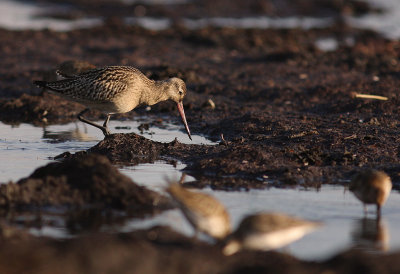 Myrspov [Bar-tailed Godwit] (IMG_2736)