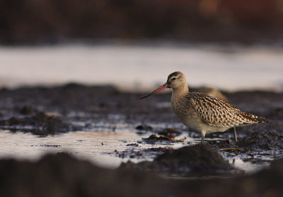 Myrspov [Bar-tailed Godwit] (IMG_2933)