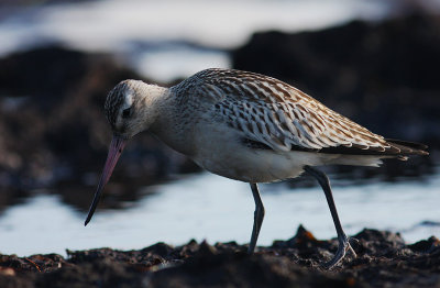 Myrspov [Bar-tailed Godwit] (IMG_2973)