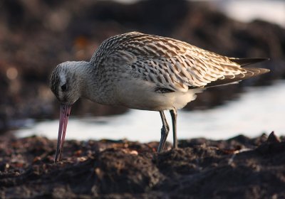 Myrspov [Bar-tailed Godwit] (IMG_2976)