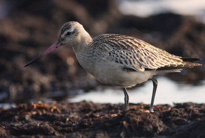 Myrspov [Bar-tailed Godwit] (IMG_2979)