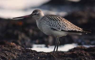 Myrspov [Bar-tailed Godwit] (IMG_2995)