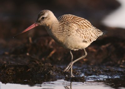 Myrspov [Bar-tailed Godwit] (IMG_3030)