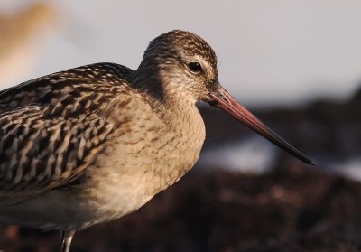 Myrspov [Bar-tailed Godwit] (IMG_3059)