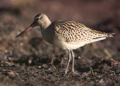 Myrspov [Bar-tailed Godwit] (IMG_3098)