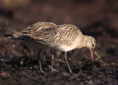 Myrspov [Bar-tailed Godwit] (IMG_3101)