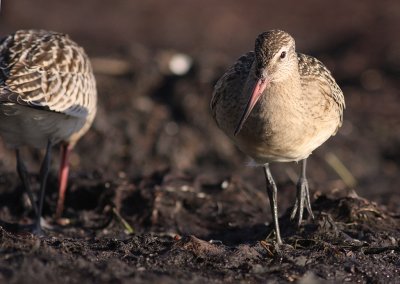Myrspov [Bar-tailed Godwit] (IMG_3110)