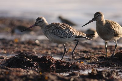 Myrspov [Bar-tailed Godwit] (IMG_3132)