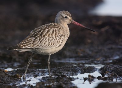 Myrspov [Bar-tailed Godwit] (IMG_3172)