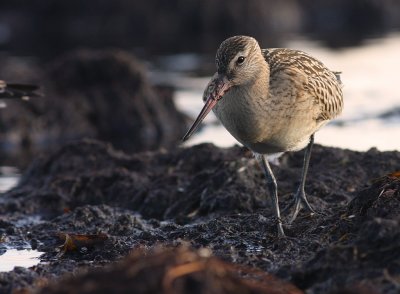 Myrspov [Bar-tailed Godwit] (IMG_3184)