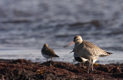 Myrspov [Bar-tailed Godwit] (IMG_3211)