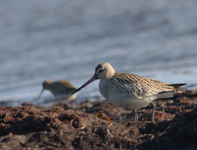 Myrspov [Bar-tailed Godwit] (IMG_3212-myrsp.jpg