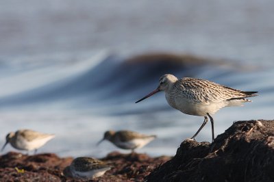 Myrspov [Bar-tailed Godwit] (IMG_3222)
