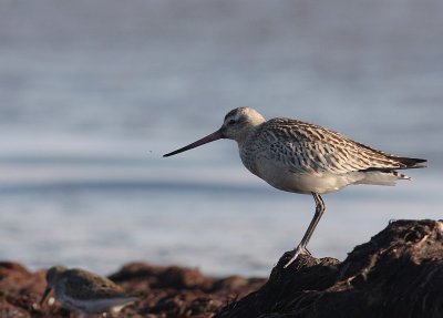 Myrspov [Bar-tailed Godwit] (IMG_3225)