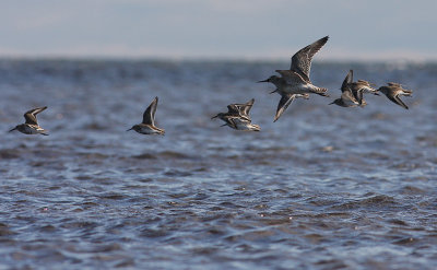 Myrspov [Bar-tailed Godwit] (IMG_3229)