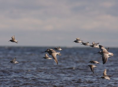 Myrspov [Bar-tailed Godwit] (IMG_3231)