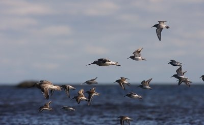 Myrspov [Bar-tailed Godwit] (IMG_3235)