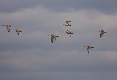 Myrspov [Bar-tailed Godwit] (IMG_3433)
