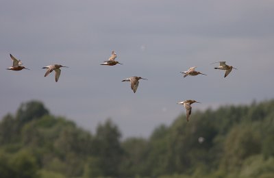 Myrspov [Bar-tailed Godwit] (IMG_3440)
