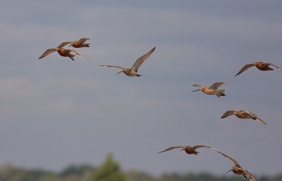 Myrspov [Bar-tailed Godwit] (IMG_3446)