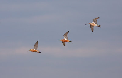 Myrspov [Bar-tailed Godwit] (IMG_3455)