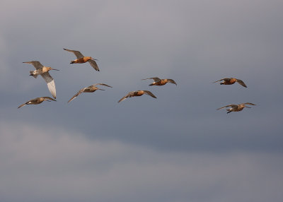 Myrspov [Bar-tailed Godwit] (IMG_3458)