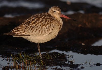Myrspov [Bar-tailed Godwit] (IMG_3751)