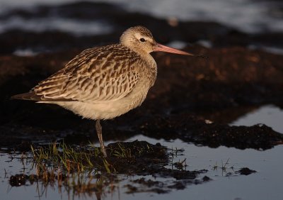 Myrspov [Bar-tailed Godwit] (IMG_3763)