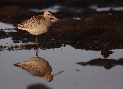 Myrspov [Bar-tailed Godwit] (IMG_3798)