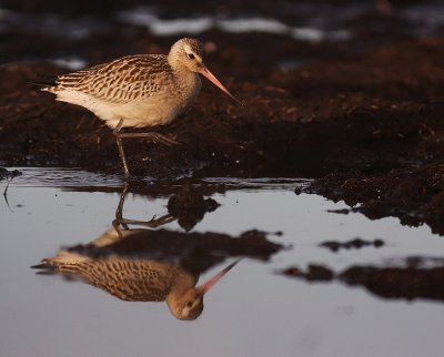 Myrspov [Bar-tailed Godwit] (IMG_3803)