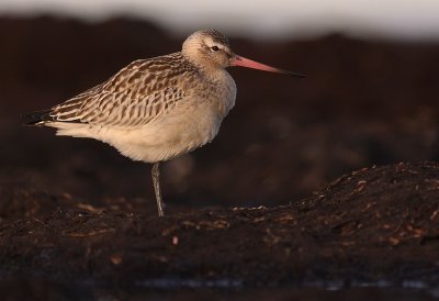 Myrspov [Bar-tailed Godwit] (IMG_3829)