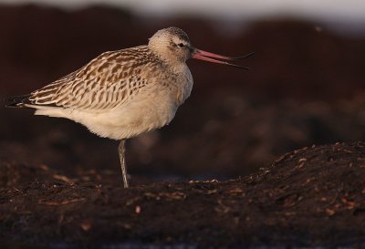 Myrspov [Bar-tailed Godwit] (IMG_3842)